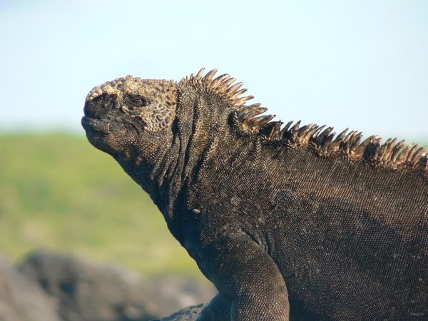 166- Iguane 